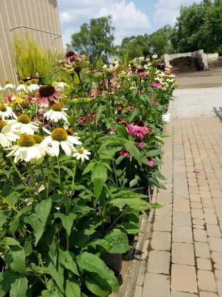KBK Garden Center gallery image 21