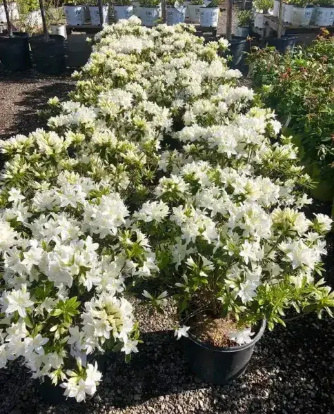 KBK Garden Center gallery image 12