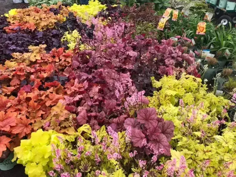 KBK Garden Center gallery image 14