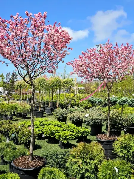 KBK Garden Center gallery image 56