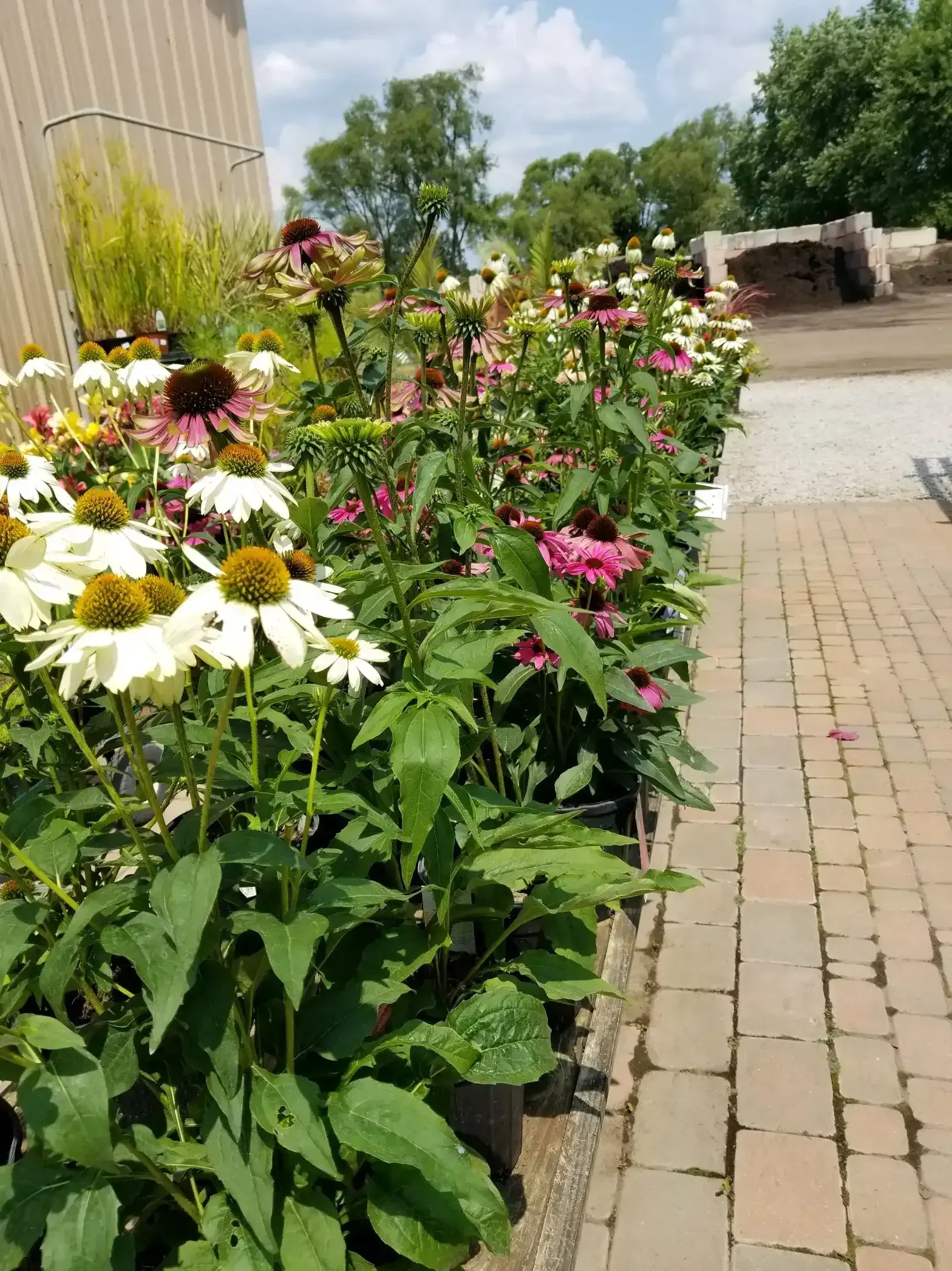 Hardy drought tolerant plants growing in a sunny nursery display