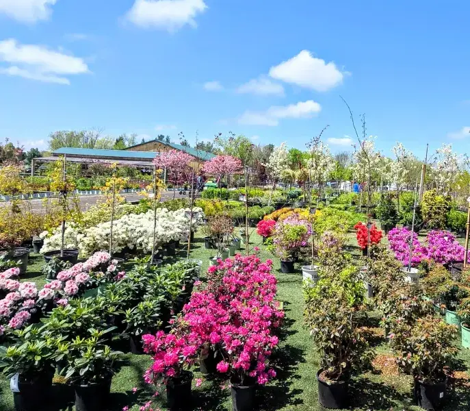KBK Garden Center gallery image 54