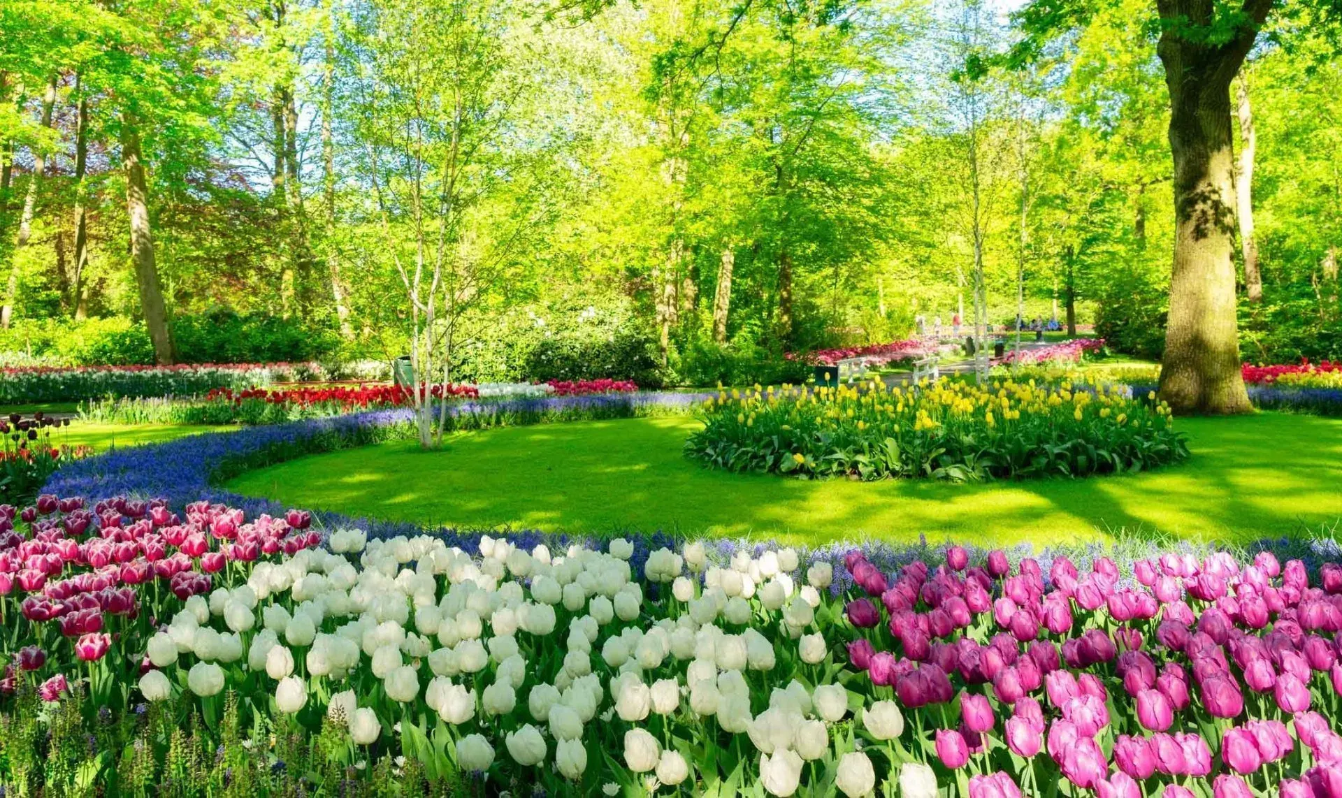 Blossoms in full bloom at the nursery