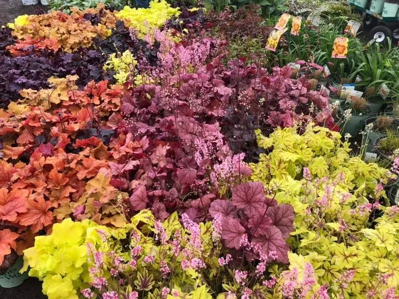 KBK Garden Center gallery image 7