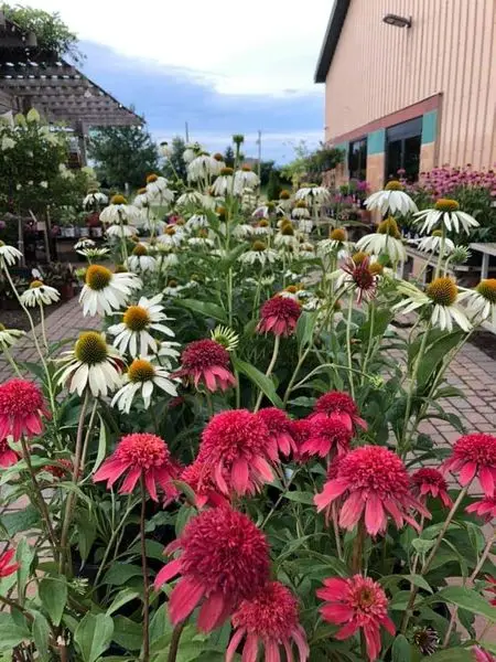 KBK Garden Center gallery image 5