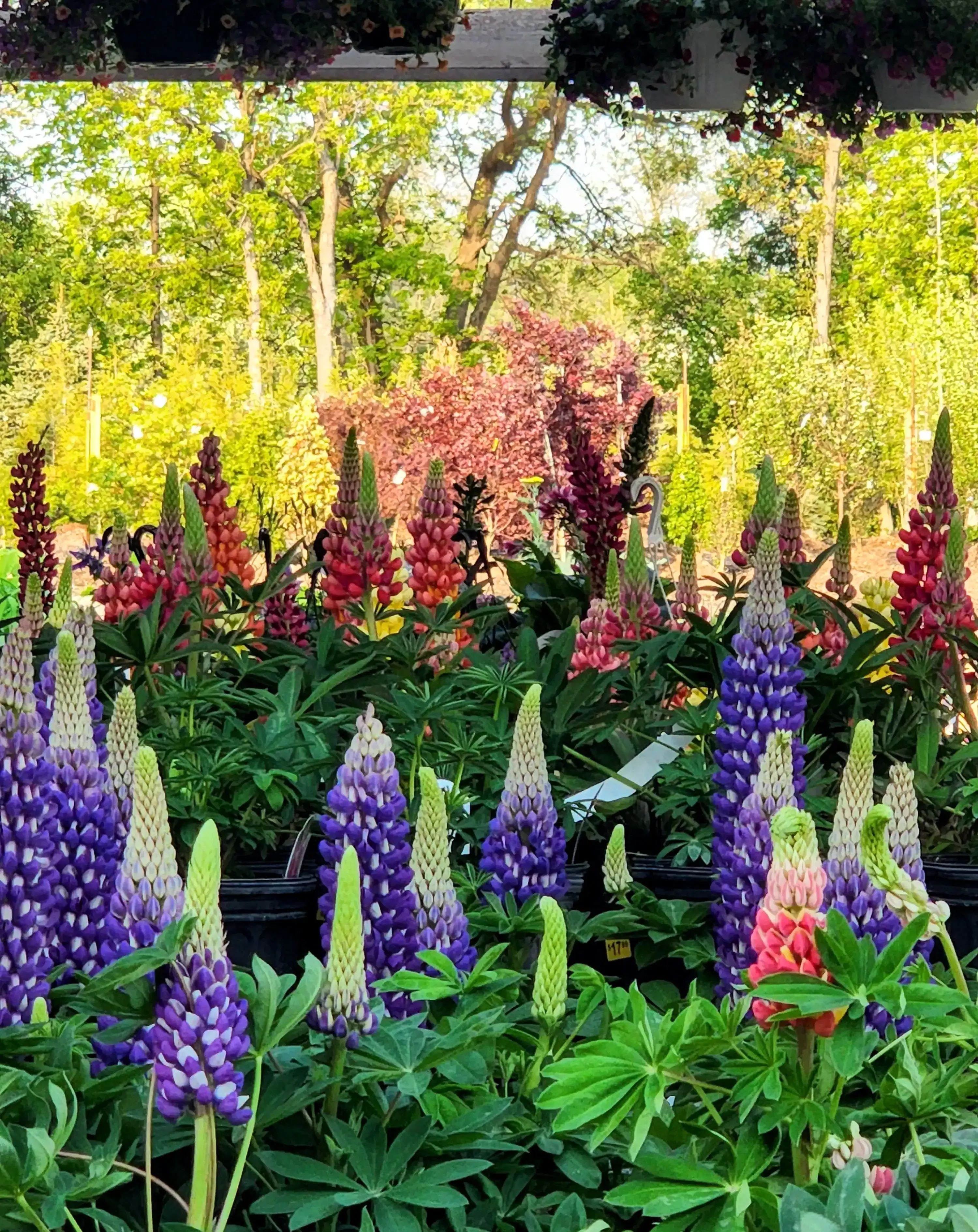 Cold-tolerant spring annuals adding early-season color to a bed
