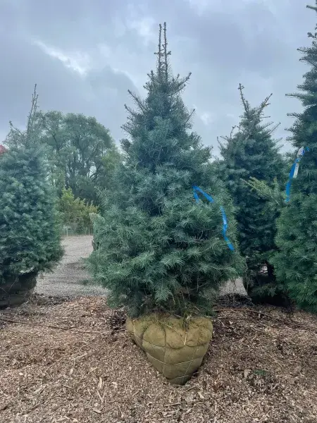 KBK Garden Center gallery image 57