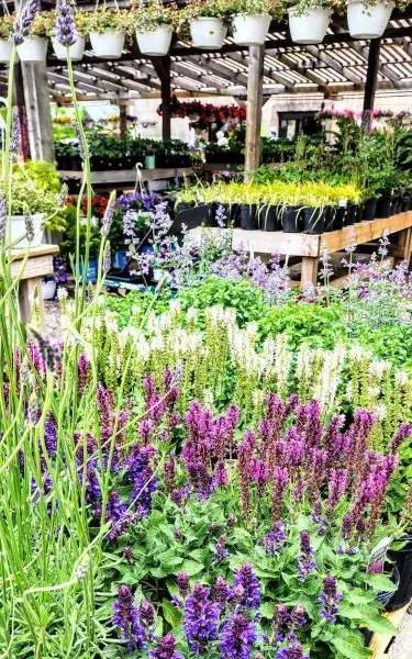 KBK Garden Center gallery image 53