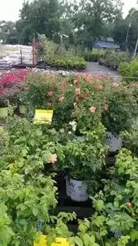 KBK Garden Center gallery image 42