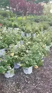 KBK Garden Center gallery image 28