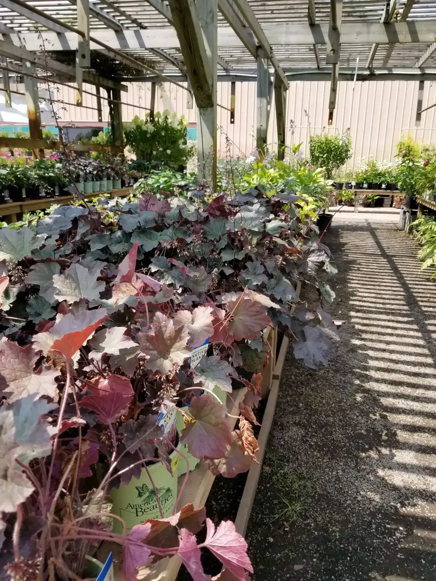 Flowering tree in full bloom at KBK Garden Center