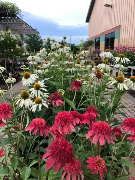 KBK Garden Center gallery image 64