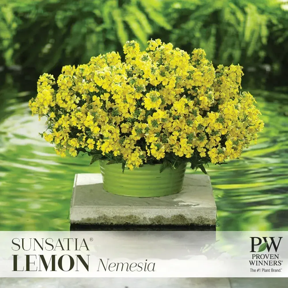 Sun-loving flowers and shrubs blooming in a bright, open garden bed