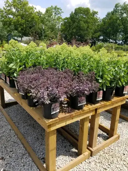 KBK Garden Center gallery image 16
