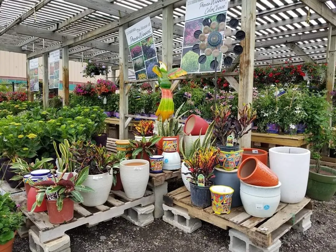 Garden center display with colorful potted plants and decorative ceramic planters under a greenhouse roof