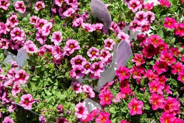 Sun-loving annuals thriving in a hot, open, sunny bed
